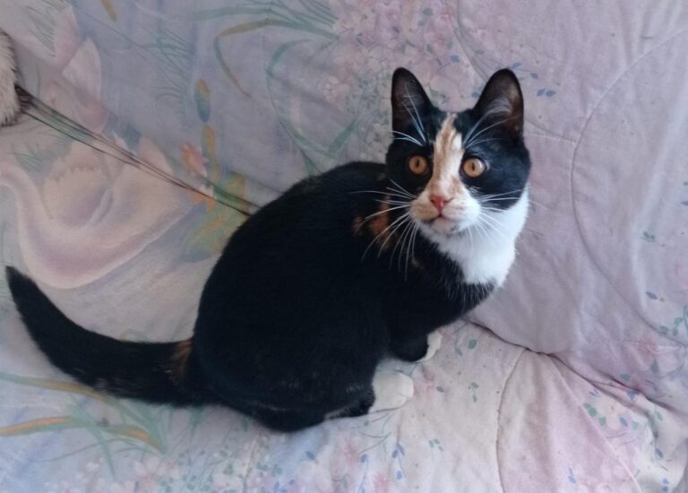 multimedia-foto68507-156-1