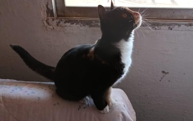 multimedia-foto68509-157-1