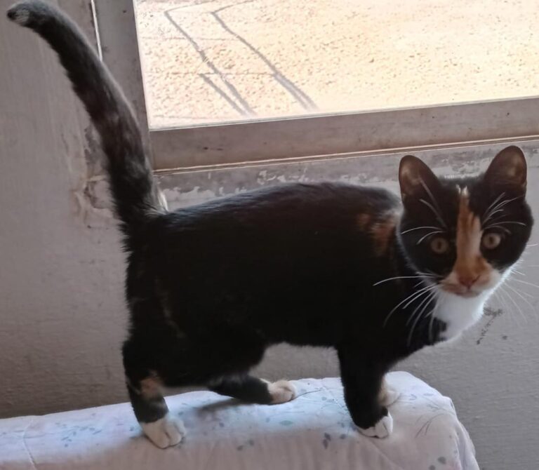 multimedia-foto68510-158-1