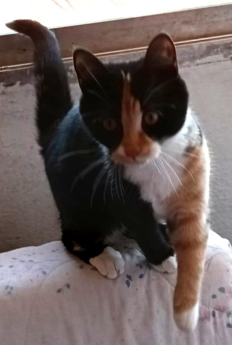 multimedia-foto68511-158-1