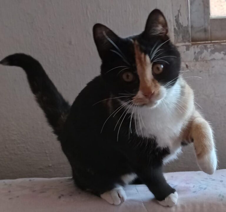 multimedia-foto68512-159-1