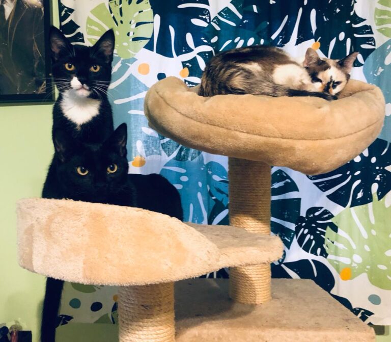 multimedia-foto68545-750-1