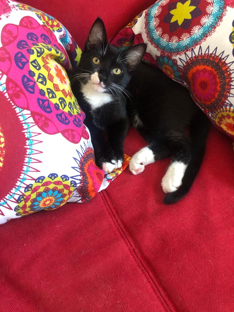 multimedia-foto68547-751-1