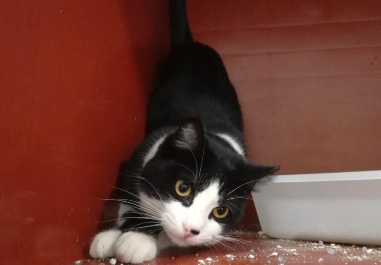 multimedia-foto68620-843-1