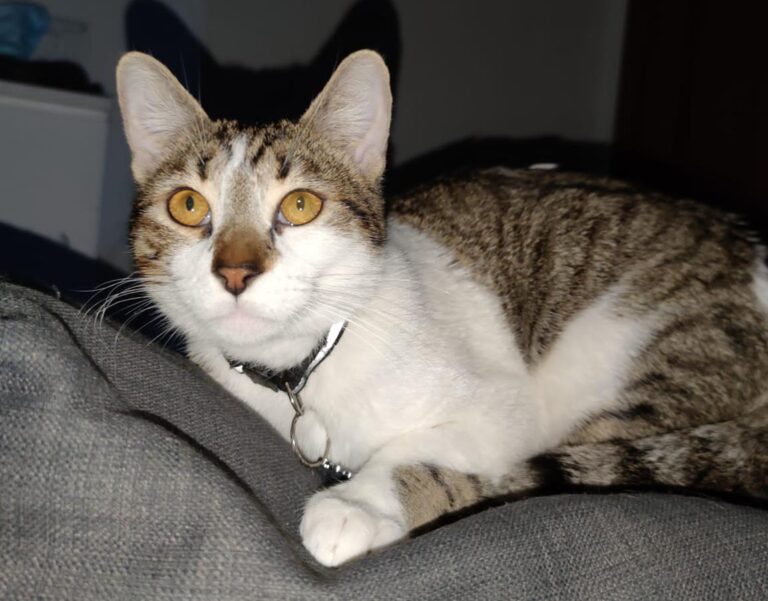 multimedia-foto68677-557-1