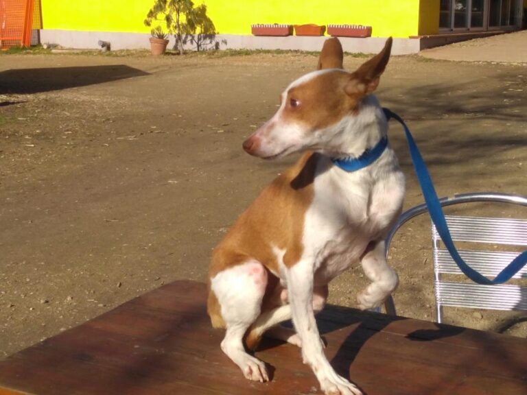 multimedia-foto68702-70-1