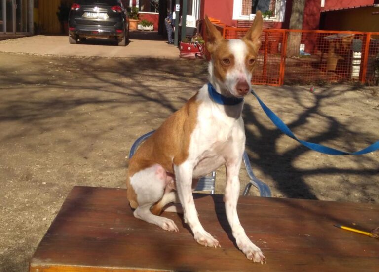 multimedia-foto68703-71-1