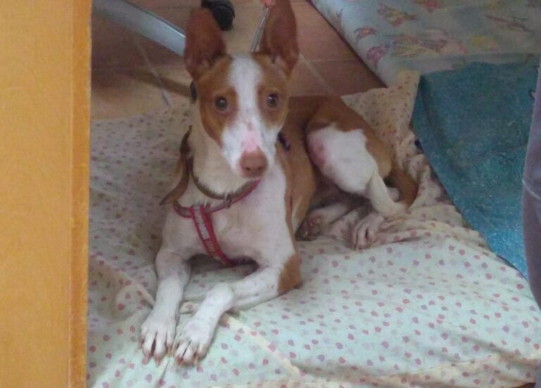 multimedia-foto68706-72-1