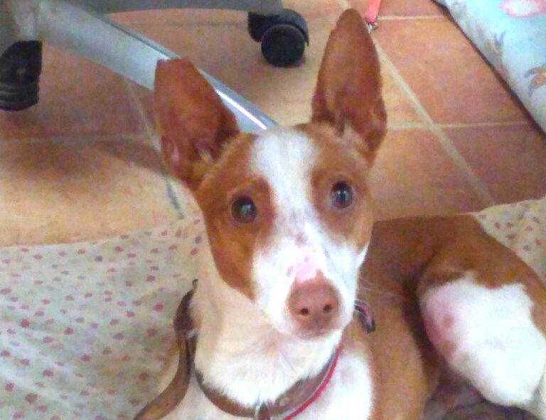 multimedia-foto68708-73-1