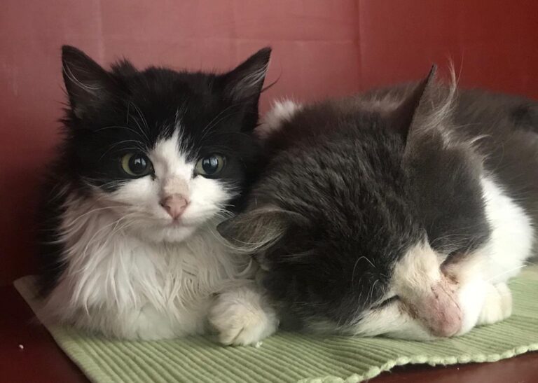 multimedia-foto68722-454-1