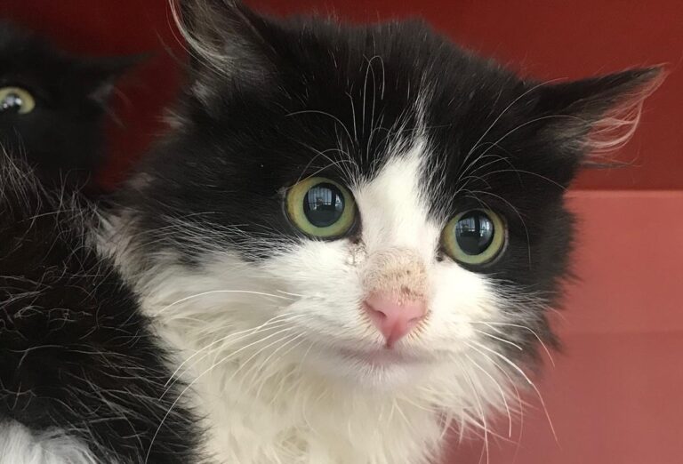 multimedia-foto68726-457-1