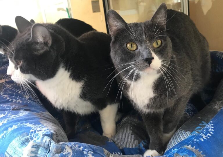 multimedia-foto68742-728-1