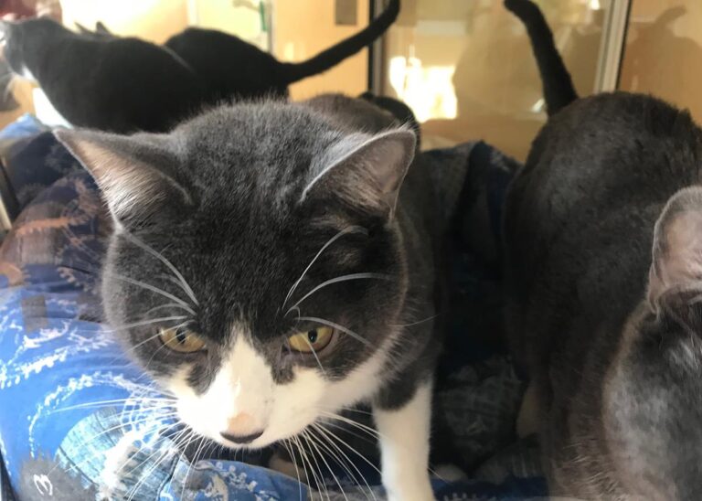 multimedia-foto68743-728-1