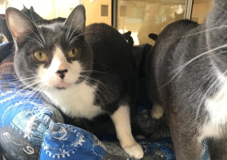 multimedia-foto68744-729-1