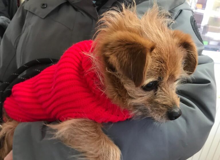 multimedia-foto68780-602-1