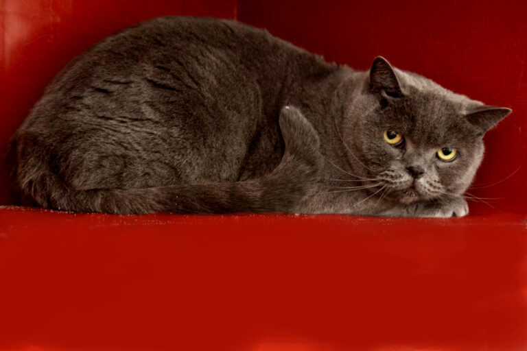 multimedia-foto68788-489-1