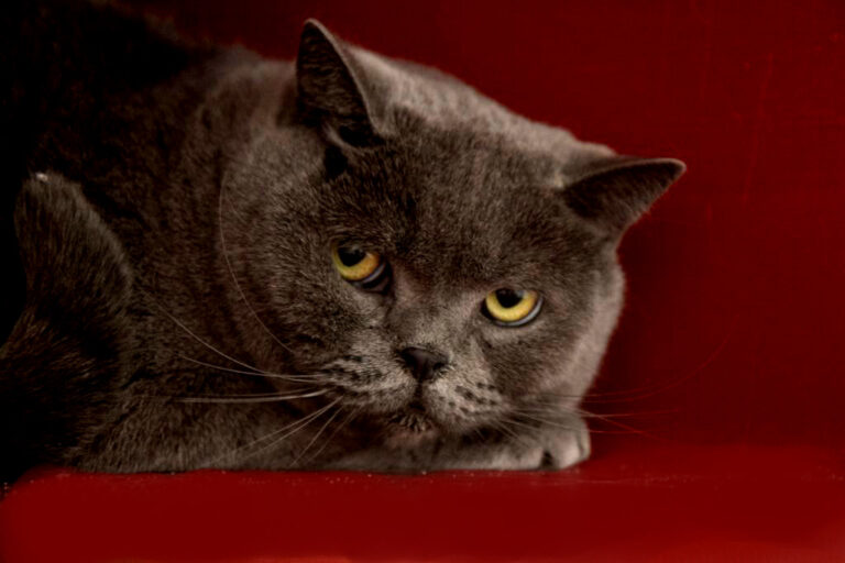 multimedia-foto68789-489-1