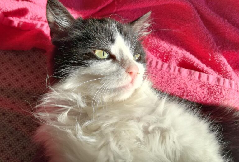 multimedia-foto68849-642-1