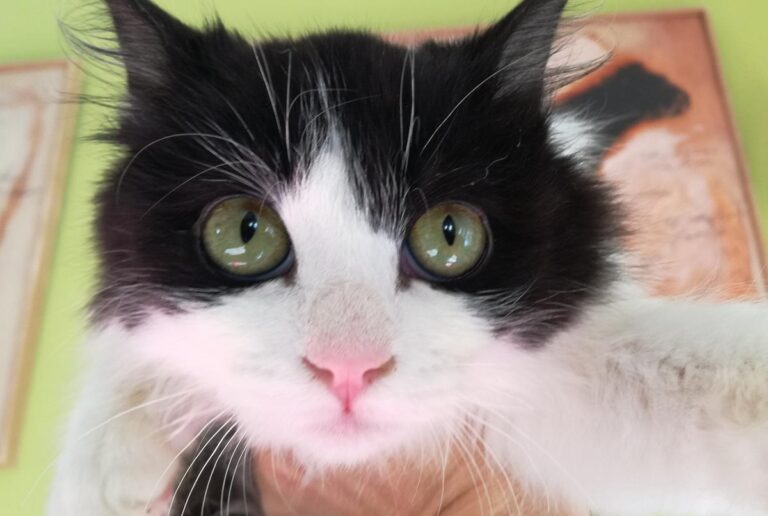 multimedia-foto68850-643-1