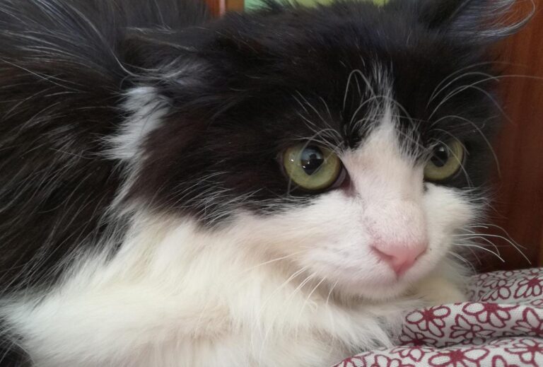 multimedia-foto68851-644-1