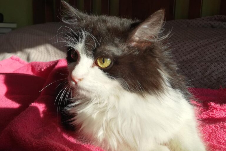 multimedia-foto68852-644-1