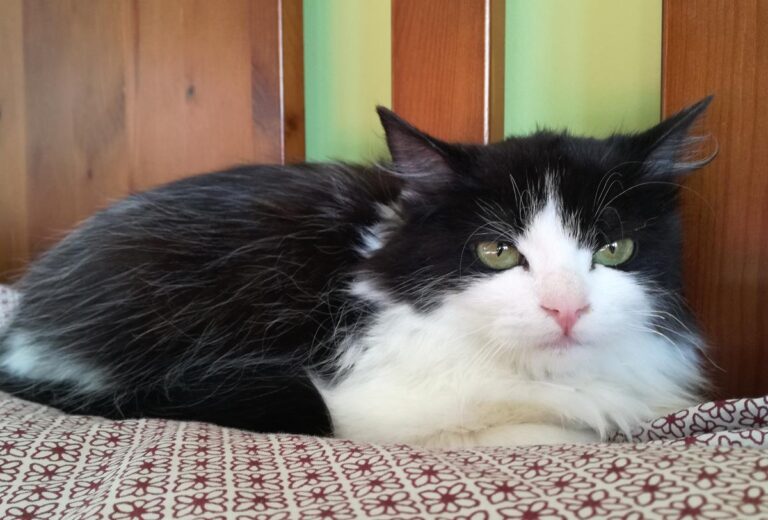 multimedia-foto68853-645-1