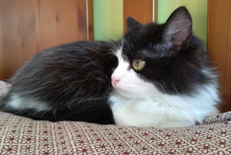 multimedia-foto68854-645-1