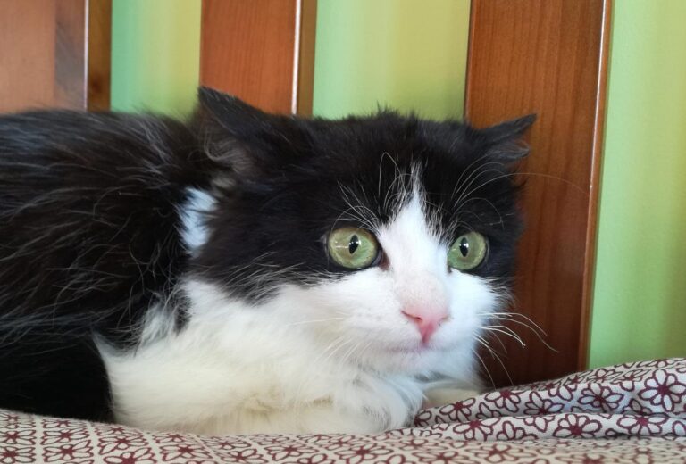 multimedia-foto68855-646-1