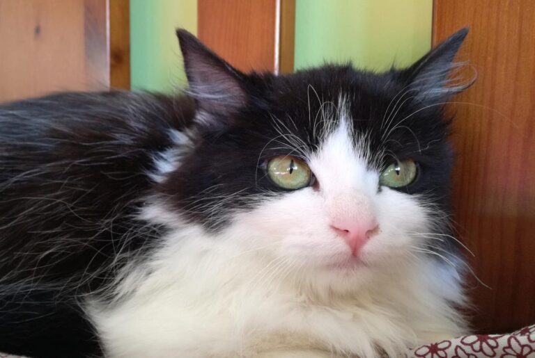 multimedia-foto68856-646-1