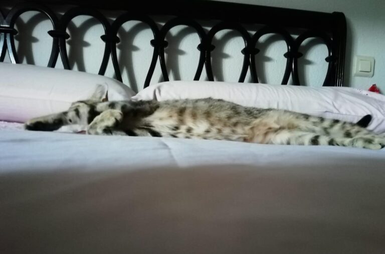 multimedia-foto68865-694-1