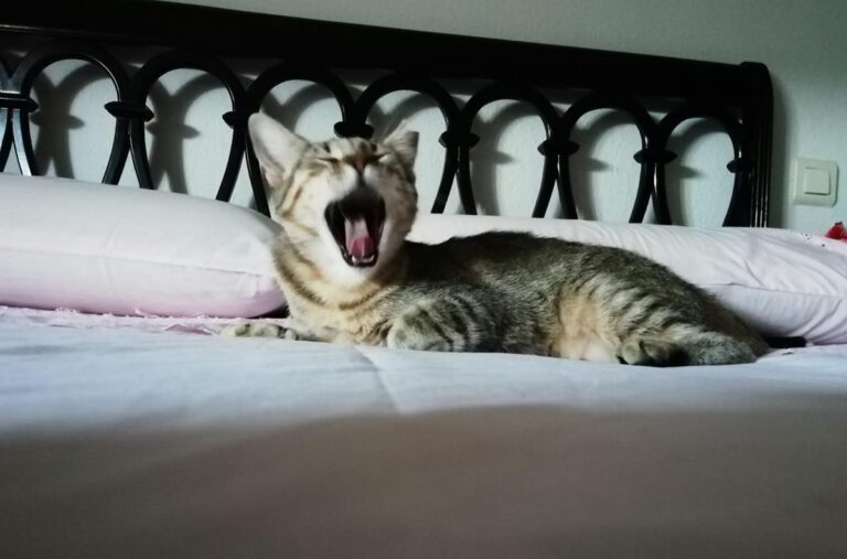 multimedia-foto68866-695-1