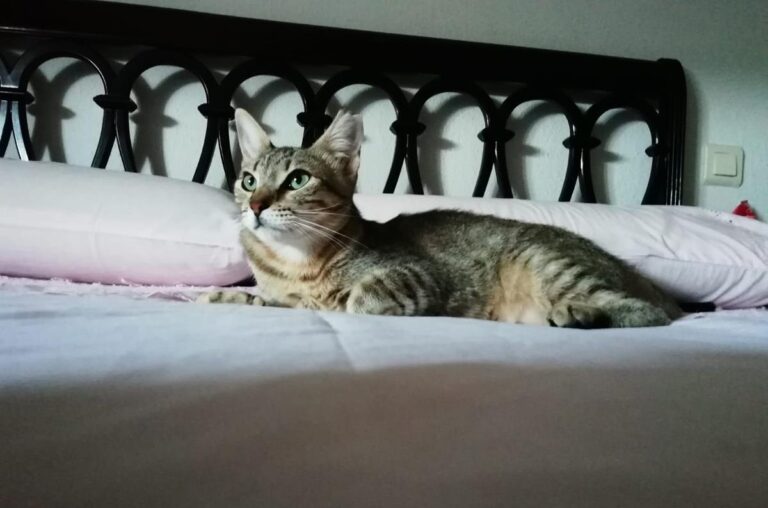 multimedia-foto68868-696-1