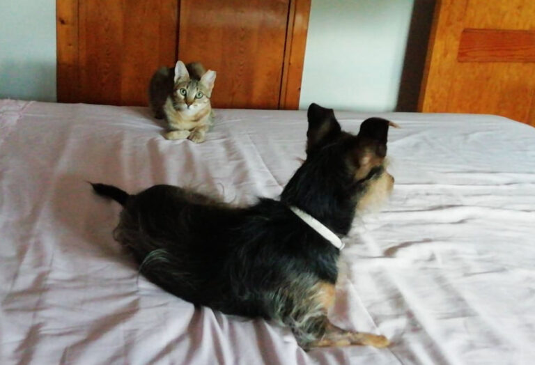 multimedia-foto68869-696-1