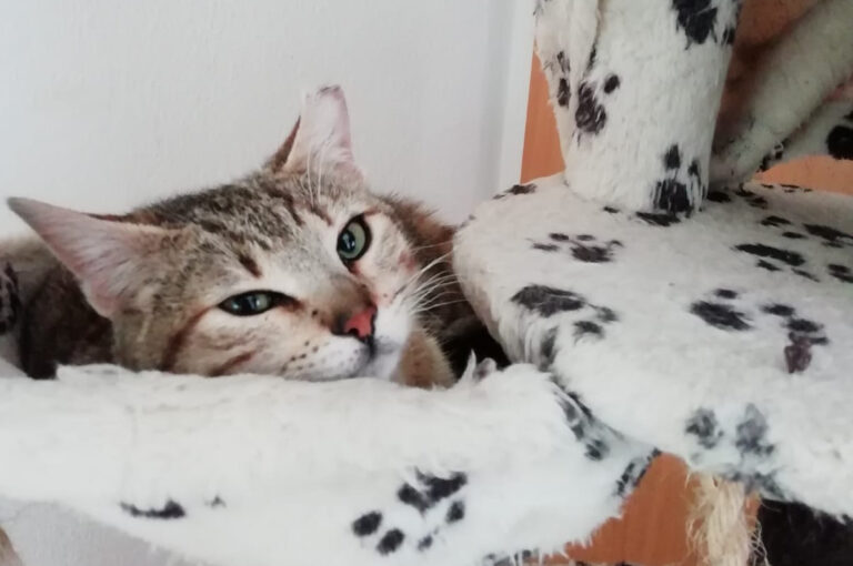 multimedia-foto68870-697-1