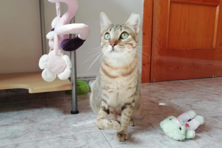 multimedia-foto68871-698-1