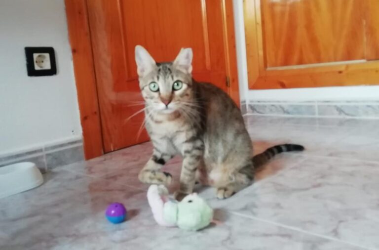 multimedia-foto68872-698-1