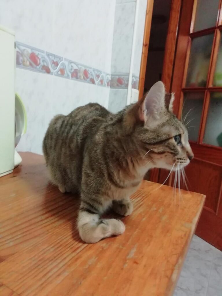 multimedia-foto68873-698-1