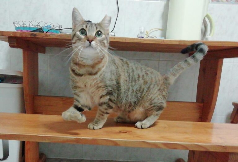 multimedia-foto68874-699-1