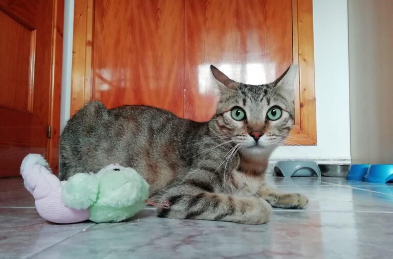 multimedia-foto68876-700-1