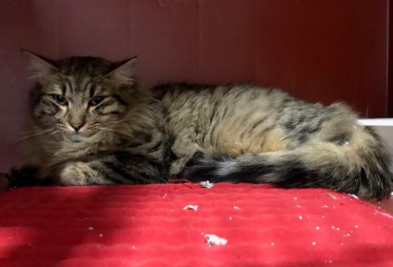 multimedia-foto68878-145-1