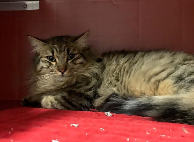 multimedia-foto68879-145-1