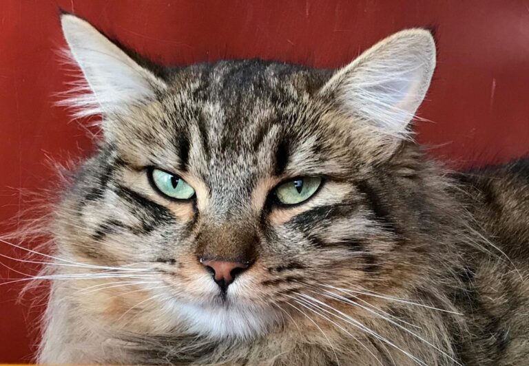 multimedia-foto68881-146-1