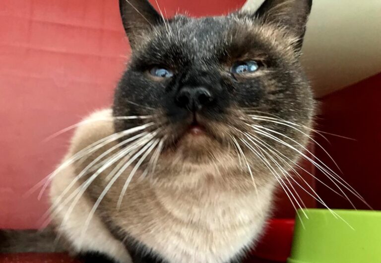 multimedia-foto68968-448-1