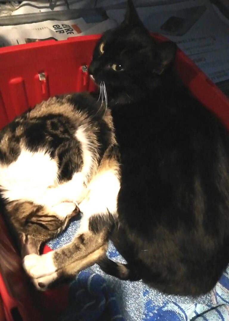 multimedia-foto69050-699-1