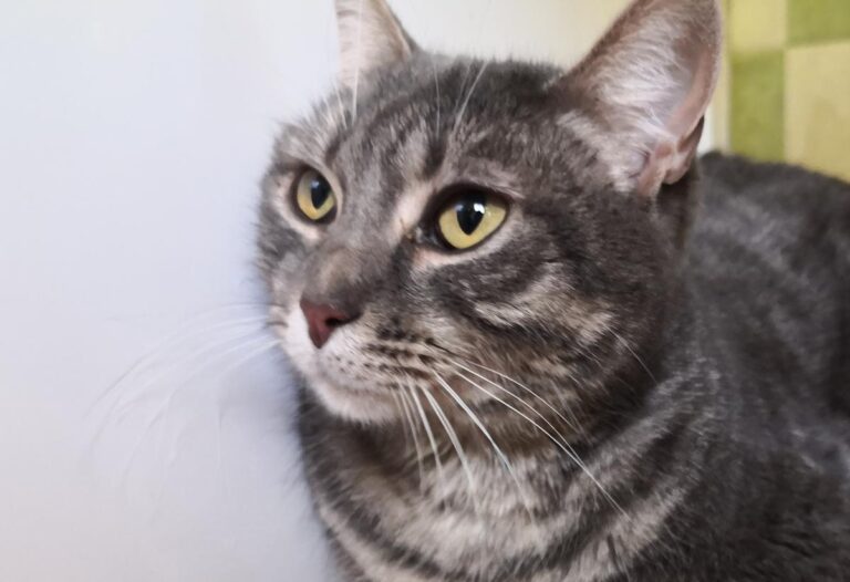 multimedia-foto69079-479-1