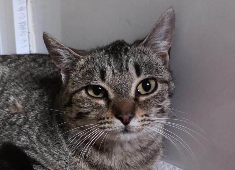 multimedia-foto69080-479-1