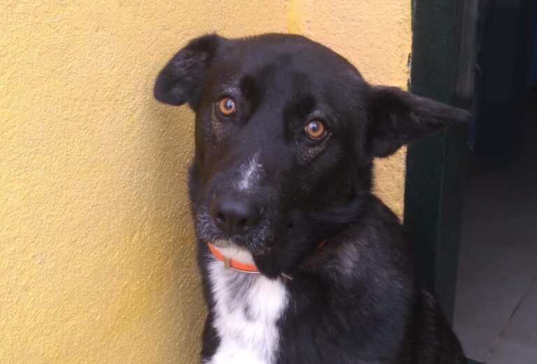 multimedia-foto69090-301-1