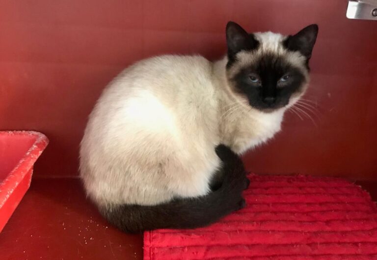 multimedia-foto69103-739-1