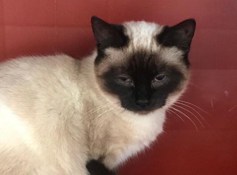 multimedia-foto69104-740-1