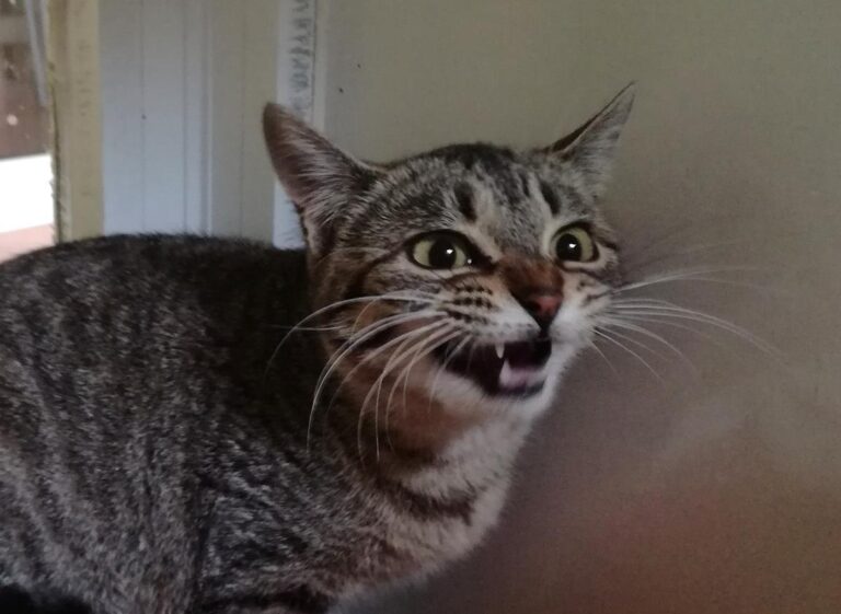 multimedia-foto69188-903-1